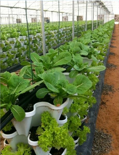Uasin Gishu County Launches Aquaponics Initiative to Tackle Food Shortages and Climate Change