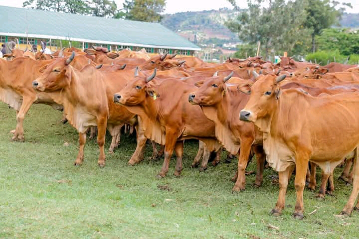Uasin Gishu County