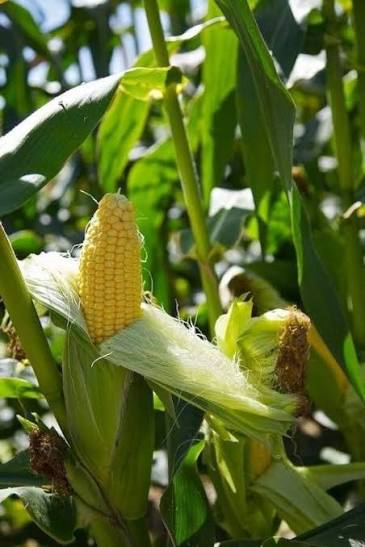 Hope Restored for Eldoret Farmers as Rains Resume After Weeks of Delay