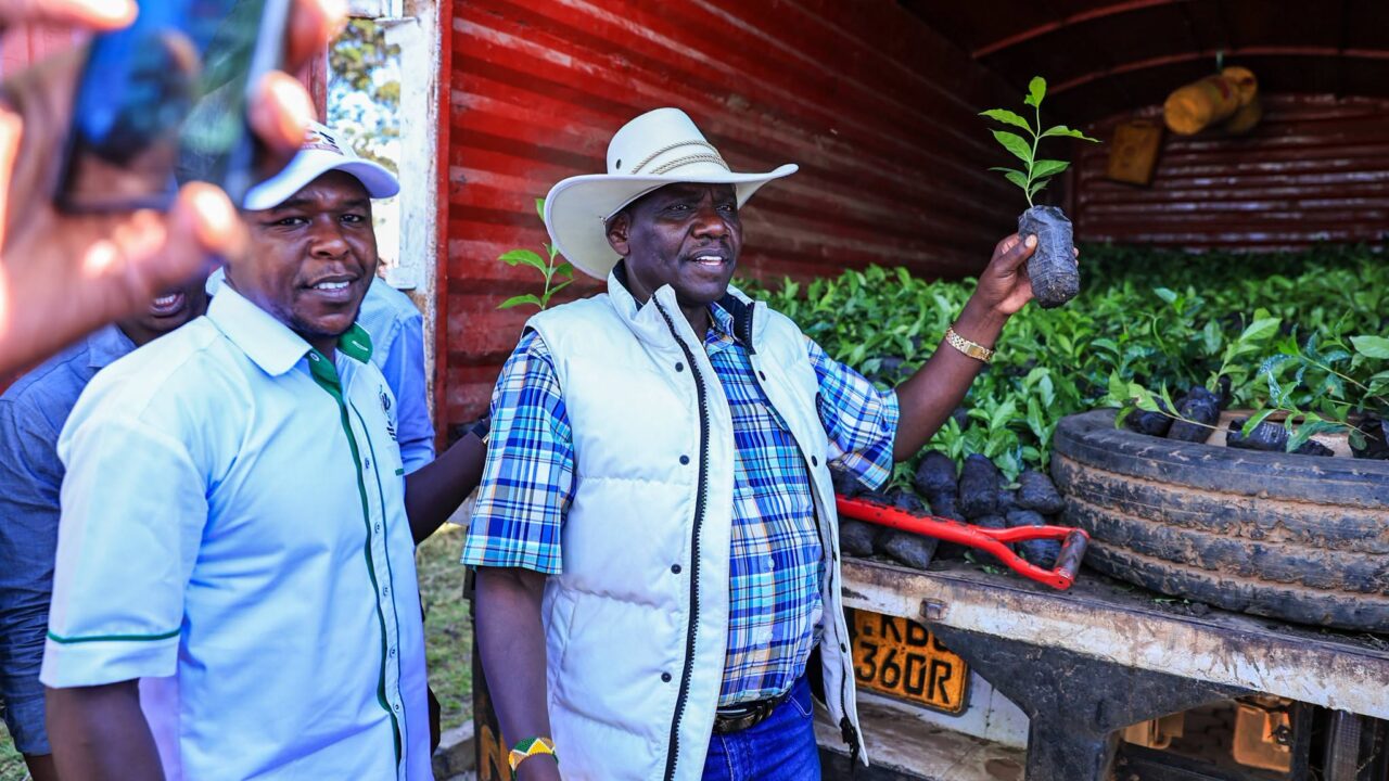 Uasin Gishu Distributes 56,058 Coffee Seedlings in Ainabkoi, Eyes 1 Million More in Ongoing Diversification Drive