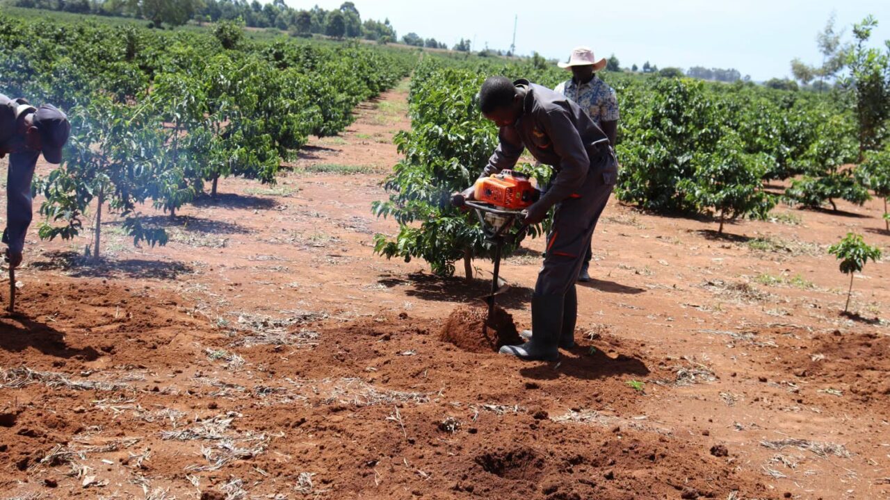Uasin Gishu Launches Coffee Innovation Centre to Boost Farmers